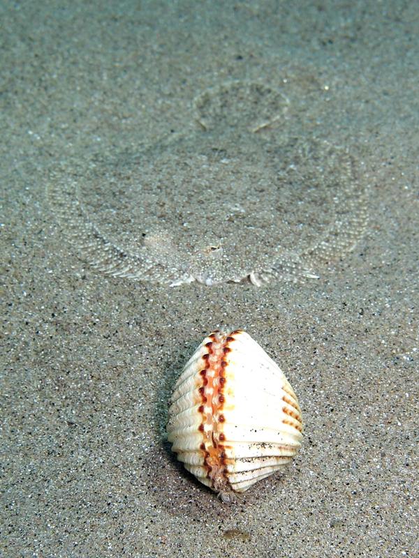 In attesa di apertura... Acanthocardia tuberculata